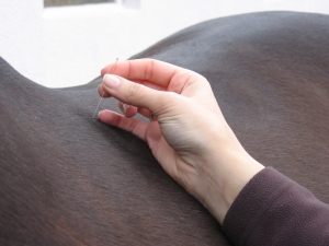 Akupunktur Pferd