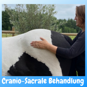 Cranio-Sacrale Behandlung Pferd